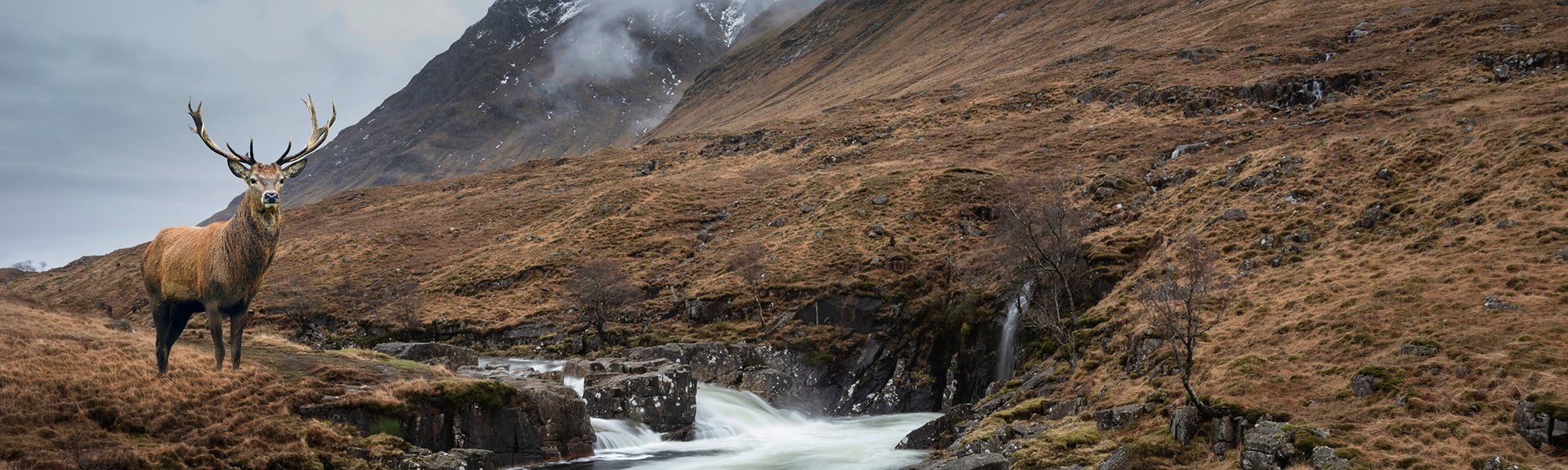 Red deer stag in River Etive and Skyfall Etive Waterfalls